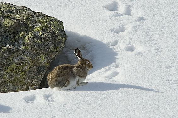 Schneehase im Fellwechsel. Schmilzt der Schnee mit dem Klimawandel immer früher, sind die Hasen häufiger mit der „falschen“ Fellfarbe unterwegs und dadurch leichte Beute für Raubtiere. (Bild: Rolf Giger).