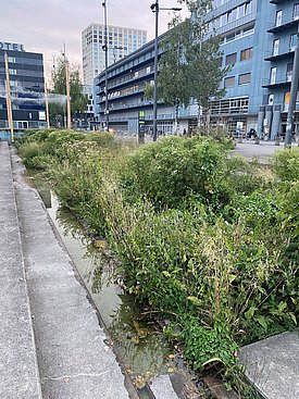Grüner, bepflanzter Wassergraben entlang eines Bürgersteigs in einem städtischen Bereich mit modernen Gebäuden im Hintergrund