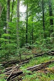 Buchenurwald Urwald Uholka-Shirokyi Luh in den Karpaten.