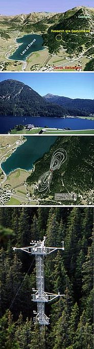 Impressionen der Forschungsfläche Seehornwald-Davos. Der Fichtenwald befindet sich im subalpinen Gürtel der Schweizer Alpen (1640 m.ü.M.).