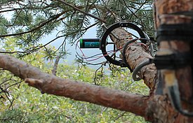 Punktdendrometer messen kontinuierlich Stammradien. Baumstämme schrumpfen tagsüber und dehnen sich in der Nacht wieder aus. Diese täglichen Stammradiusschwankungen sind eine Folge der aktuellen Wassersättigung des Baumes. Bild: Reinhard Lässig, WSL