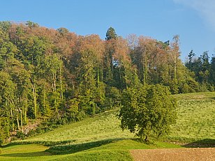 Am Thunersee bei Spiez waren die Buchenkronen am 12.9.2023 auf flachgründigen Böden deutlich verfärbt. (Foto: Lorenz Walthert)