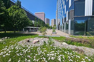 Urbane Grünfläche mit weißen Blumen und kleinen Pflanzen. Im Hintergrund stehen moderne Gebäude und eine Parkfläche mit Fahrrädern