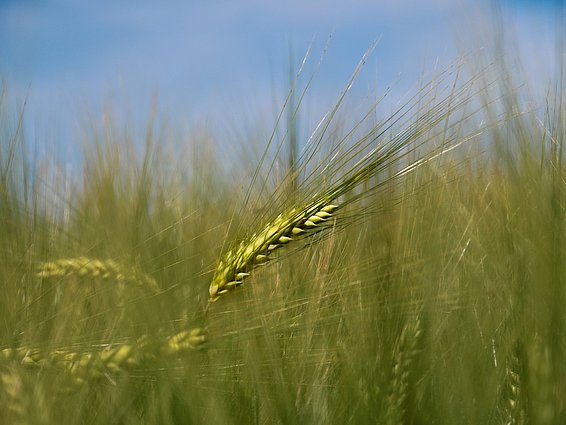 Close-up of a single green grain of barley standing out among tall, light green barley stalks, with a clear blue sky in the background.