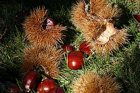Kastanien: Igel und Früchte