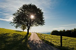 Albero con il sole dietro lungo un sentiero stretto su un prato verde sotto un cielo azzurro