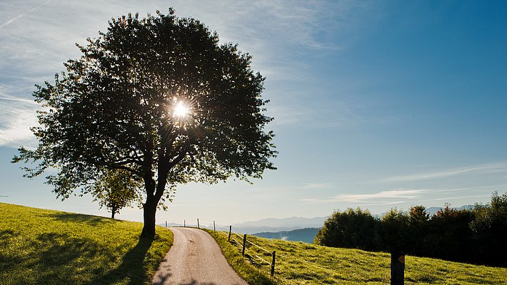 Tree with sun behind it along a narrow path on a green meadow under a blue sky