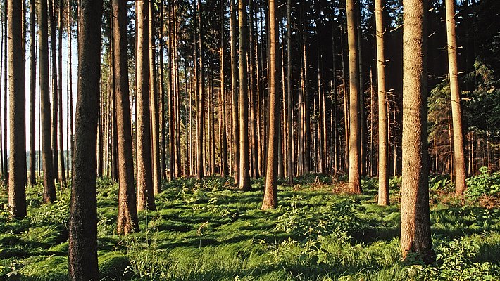 Un bosco con alberi alti e slanciati, circondati da un terreno verde e coperto di erba. La luce solare filtra tra i rami, creando un'atmosfera naturale e tranquilla.