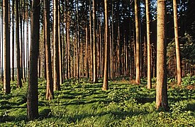 A serene forest scene featuring tall, straight trees with a vibrant green undergrowth. The sunlight filters through the branches, casting dappled shadows on the ground, creating a peaceful and natural atmosphere.