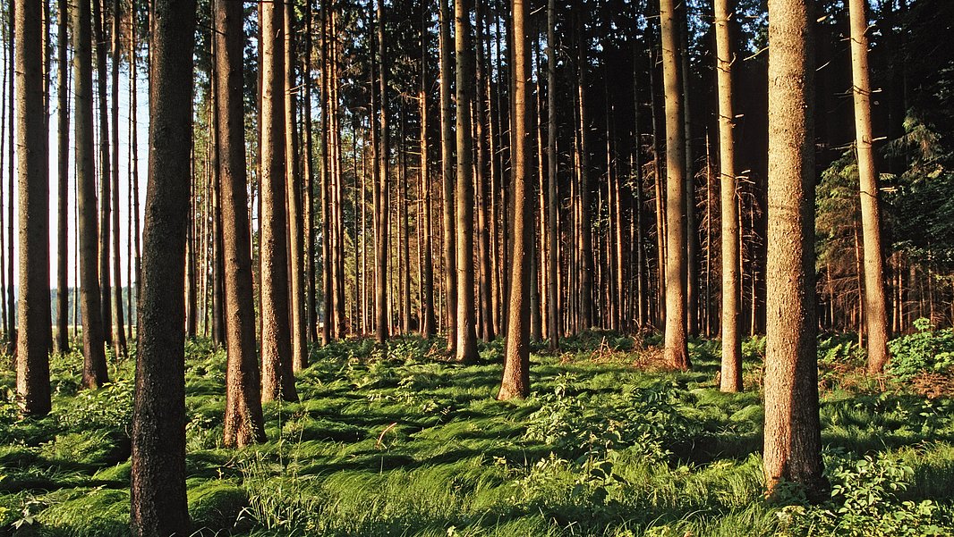 A serene forest scene featuring tall, straight trees with a vibrant green undergrowth. The sunlight filters through the branches, casting dappled shadows on the ground, creating a peaceful and natural atmosphere.