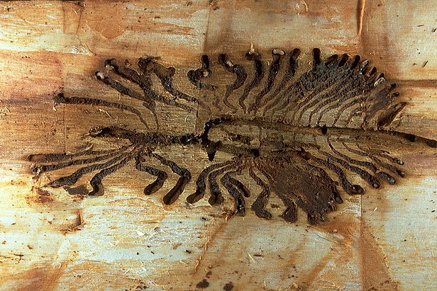 Typische Fraßgänge eines Borkenkäfers unter der Baumrinde, verzweigte dunkle Linien auf hellem Holz