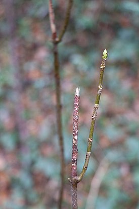 Reaktion von Bergahorn aus dem Reststück des Endtriebes nach leichtem Verbiss. Die Höhenzuwächse im neuen Trieb sind über Jahre kleiner als der Zuwachs vor dem Verbiss. Foto: Andrea D. Kupferschmid (WSL)