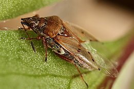 Die Birkenwanze saugt bevorzugt an Birken und profitiert somit von lichten, baumartenreichen Wäldern. Foto: Felix Neff / WSL 