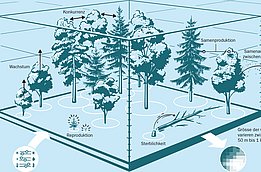 Diagram shows different tree species in a three-dimensional grid with labels for growth, competition, reproduction, seed production, seed dispersal and mortality.