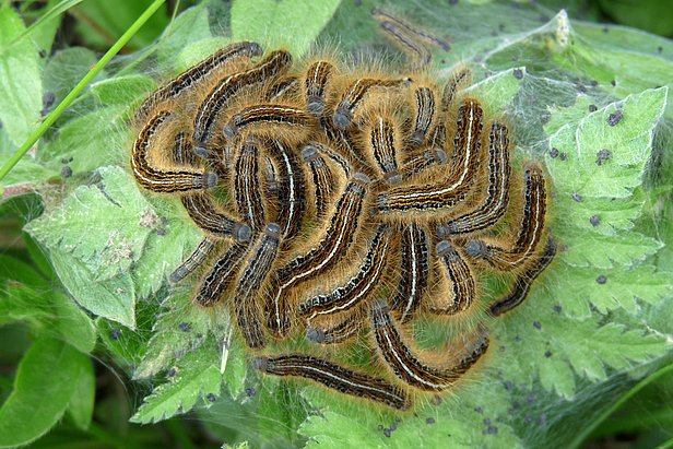 Viele braun-schwarze, haaarige Raupen liegen in einem engen Knäuel auf grünen Blättern.