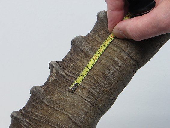 Die Forscher analysierten den jährlichen Hornzuwachs von 8355 Steinböcken, die zwischen 1978 und 2013 im Kanton Graubünden erlegt wurden. (Foto: WSL)