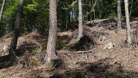 Um Föhren und andere trockenheitsresistente Baumarten wie Eichen zu fördern, werden Buchen aktiv zurückgedrängt. Das Bild zeigt abgesägte Buchenstümpfe zwischen Föhren. (Bireggwald Luzern, 2019, Quelle: BAFU)