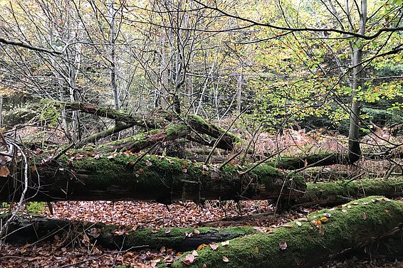 Die WSL-Forschungsfläche Habsburg (Kt. Aargau) im Oktober 2019. 