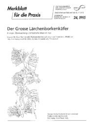 Der Grosse Lärchenborkenkäfer