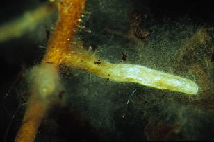 Lebende Feinwurzel einer Fichte. Die Wurzelspitzen sind mit den feinen Fäden eines Mykorrhizapilzes besetzt (sogenannte "Mykorrhiza"). Bild: Ivano Brunner