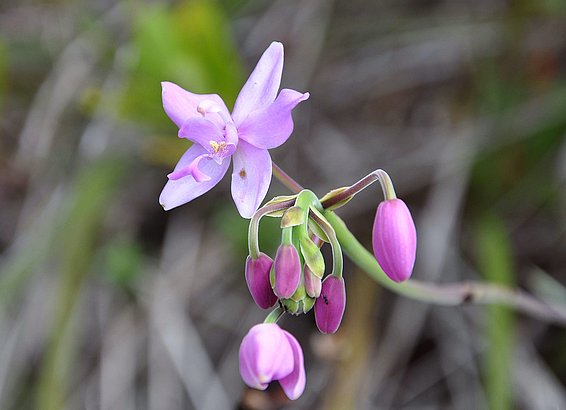 Orchids in a Philippine rainforest