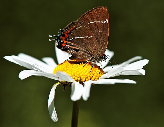 Pflanzen, die Licht in Zucker umwandeln können, sind das Fundament aller Ökosysteme und dadurch auch der biologischen Vielfalt. Doch es braucht mehr Wissen dazu, wie sich Biodiversität in von Menschen stark beeinflussten Ökosystemen entwickelt. (Foto: Markus Bolliger)