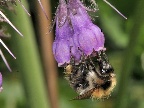 A bumblebee on comfrey. Only pollinators with long tongues can reach its nectar. (Photo: Marcus Schmidt)