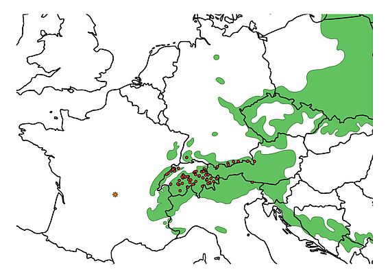 Die Fundorte des neuen Pilzes (rote Punkte) und das Verbreitungsgebiet der einheimischen Fichte (Picea abies) (grün). (Grafik: Ludwig Beenken)