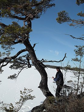 Entnahme Holzprobe von lebendem Baum (kristina Seftigen).