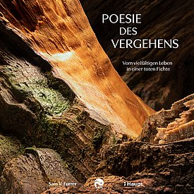 Vielfältiges Leben in einer toten Fichte