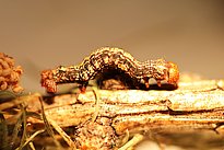 Das Bild zeigt eine braune Raupe des Orangegelben Breitflügelspanners auf einem Zweig. 