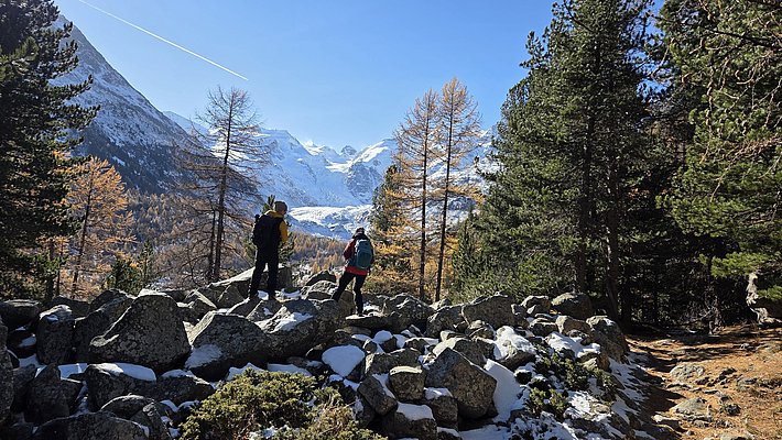 Zwei Wandernde stehen auf mit etwas Schnee bedeckten Felsen und blicken auf eine Berglandschaft mit schneebedeckten Gipfeln. Neben ihnen stehen gelbe Lärchen. Der Himmel ist klar und blau.