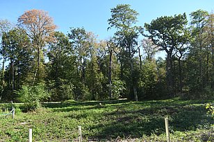 Verfärbte Linden bei Basel am 5.9.2023. Foto: Frank Krumm, WSL