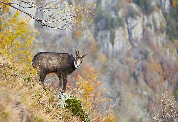 Depuis la dernière glaciation, il y a 20 000 ans, les chamois se sont répandus dans l'espace alpin. (Photo : Flurin Leugger)