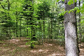 A mixed oak forest in the Bois de Chênes natural forest reserve near Genolier (Canton Vaud, Switzerland). Photo: Peter Brang / WSL