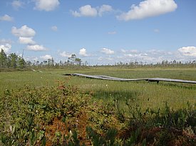 Hochmoor in Sibirien. Bild: Luca Bragazza, WSL