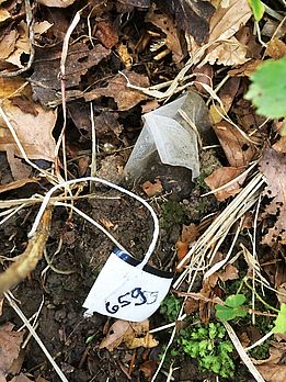 Teebeutel Nr. 659 liegt in der Humusschicht vergraben (Foto: Flurin Sutter, WSL)