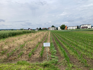Unterschiedliche Strategien beim Maisanbau: Links: Direktsaat in Mulchschicht – bodenschonend und strukturfördernd. Rechts: Konventionelle Bodenbearbeitung – klassisch, aber mit mehr Eingriff in das Bodengefüge. Photo: Beat Frey (WSL)