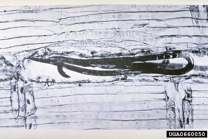 Mikroskopische Aufnahme einer Kiefernholznematode in einem Holzkanal