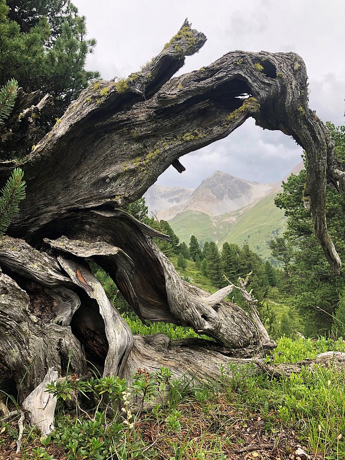 Verwitterter, knorriger Baumstamm mit Moosbewuchs vor Berglandschaft und Nadelbäumen unter bewölktem Himmel