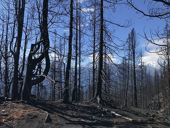 Verbrannter Wald am 27. Juli 2023 in Bitsch (VS). (Foto: Simon Mutterer, WSL)