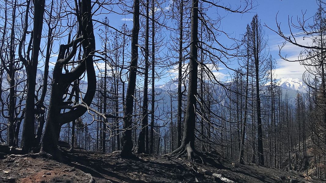 Verbrannter Wald am 27. Juli 2023 in Bitsch (VS). (Foto: Simon Mutterer, WSL)