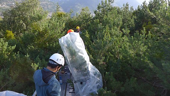 Das Experiment ist weltweit das erste, für welches ausgewachsene Bäume in einem natürlichen Wald mit markiertem CO2 begast wurden. (Foto: Frank Hagedorn) 