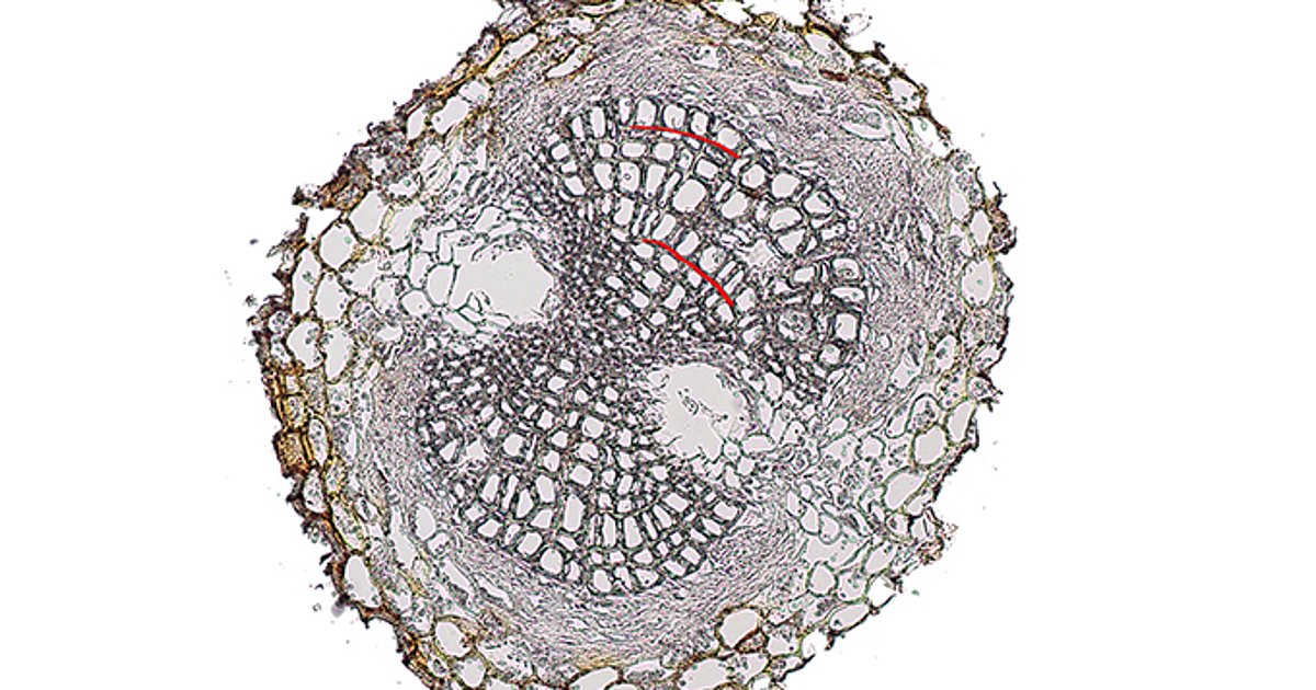 Finest Roots Researchers unravel the age of fine tree roots