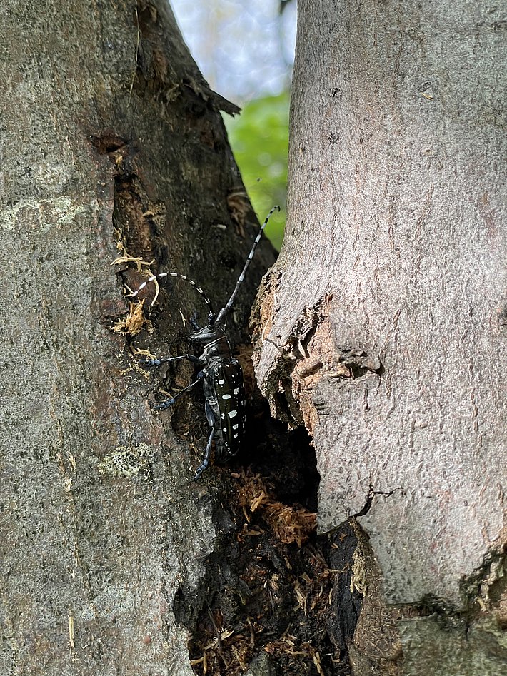 Asiatischer Laubholzbockkäfer mit schwarzen Körper und weißen Punkten auf Baumrinde