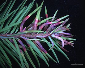 Wenn sich Larven von Douglasiengallmücken durch das Nadelgewebe fressen, verursachen sie charakteristische Verfärbungen und Verdickungen. (Bild: S. Blaser, WSL).