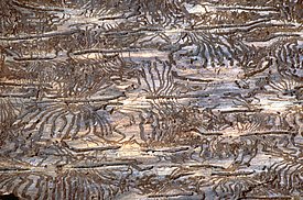 Die Fichtenrinde zeigt das typische, sternförmige Buchdrucker-Frassmuster. Bild: Waldschutz Schweiz, WSL