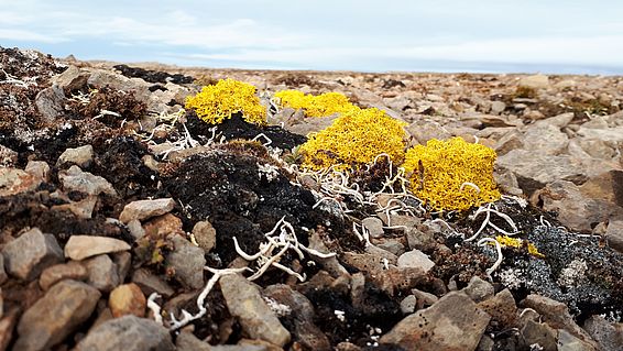 Flechtenvielfalt auf der Pionier-Insel, Severnaja Semlja. Foto: Joël Rüthi