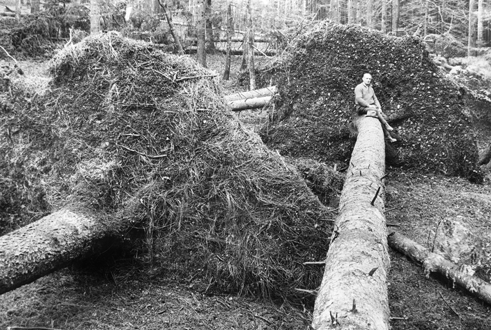 Large fallen trees lie on the forest floor. A man is sitting on one of the trees. This illustrates the size of the trees and the root system that was torn out in the process.