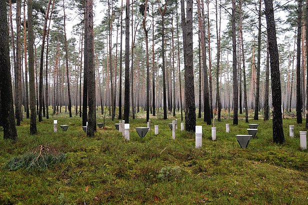 Level-II-Monitoring-Fläche in der Schorfheide/Brandenburg. Foto: Thünen-Institut/Tanja Sanders
